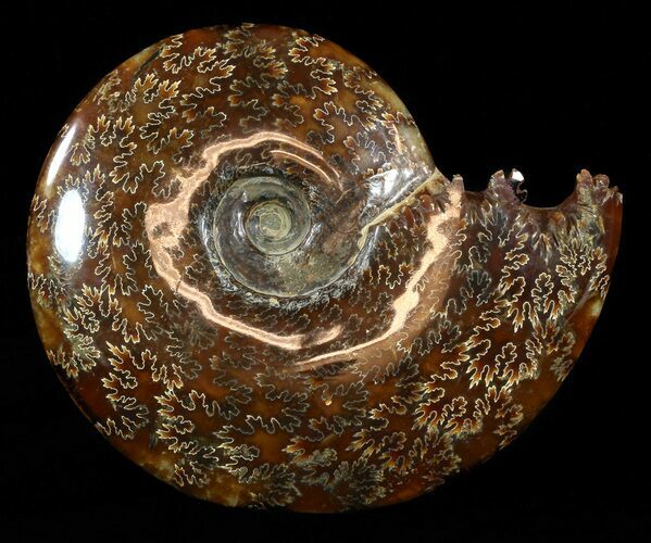 Polished, Agatized Ammonite (Cleoniceras) - Madagascar #54412